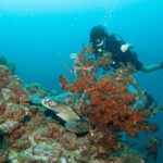 Scuba Diving Puerto Vallarta Undersea Arcos or Marietas - How Does It Feel to Be There?