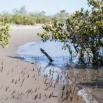 Sea Kayak Tour Mangrove Safari - An In-Depth Look at the Mangrove Safari