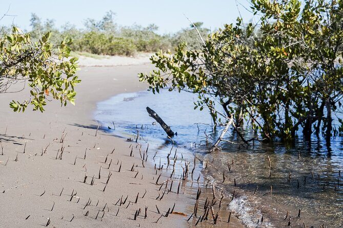 Sea Kayak Tour Mangrove Safari - An In-Depth Look at the Mangrove Safari