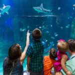 SEA LIFE Aquarium Arizona Admission Ticket - Who Will Love SEA LIFE Arizona?