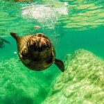 Sea Lion Snorkeling & Island Beach Picnic  Espíritu Santo Tour - The Itinerary in Detail