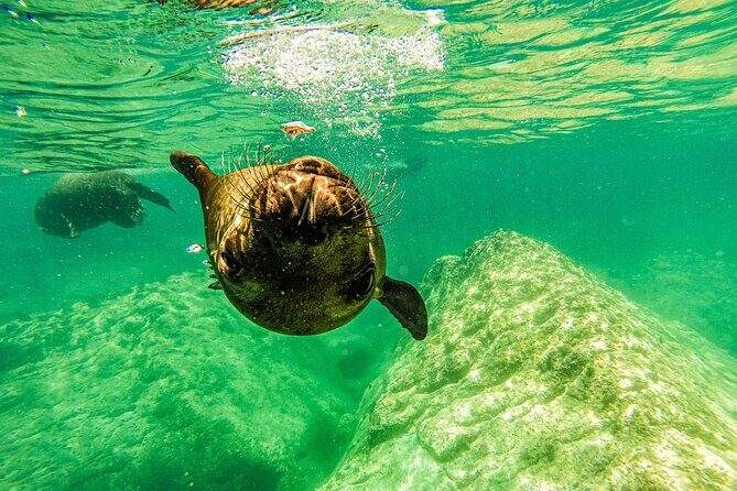 Sea Lion Snorkeling & Island Beach Picnic  Espíritu Santo Tour - The Itinerary in Detail