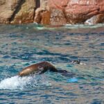 Sea Lions & Mega-Paddleboard Tour in Espiritu Santo - FAQ