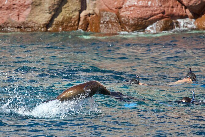 Sea Lions & Mega-Paddleboard Tour in Espiritu Santo - FAQ