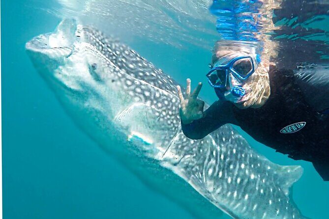Sea of Cortez Combo: Whale Sharks, Sea Lions & Balandra Beach - Who Should Consider This Tour?