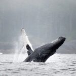 Sea Otter and Whale Watching Tour on Northern Vancouver Island - Is This Tour Worth It?