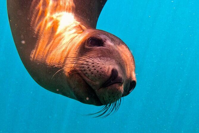 Sea Safari - Explore All The Wonders of The Sea of Cortez - The Boat and Group Size