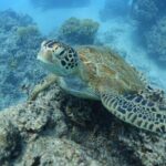 Sea Scooter Jet Snorkeling "Moorea Dream Adventure" - What to Expect from the Moorea Snorkeling Adventure