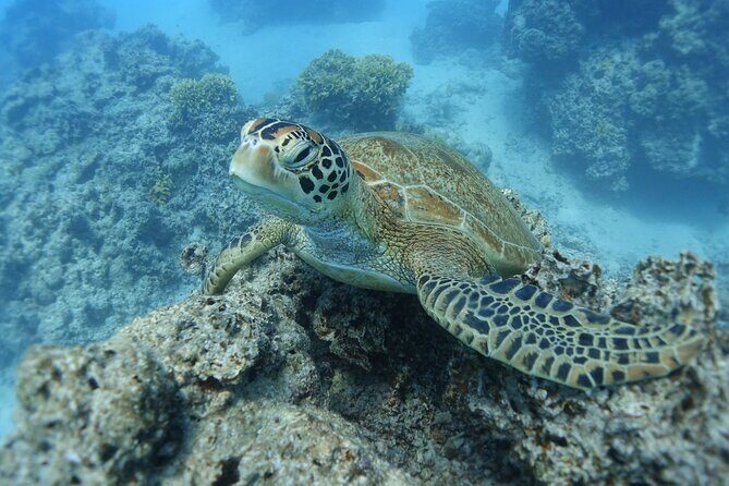 Sea Scooter Jet Snorkeling "Moorea Dream Adventure" - What to Expect from the Moorea Snorkeling Adventure