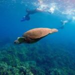 Sea Scooter Snorkeling Guided Tour - Turtle Town - The Value of a Small Group and Guided Approach