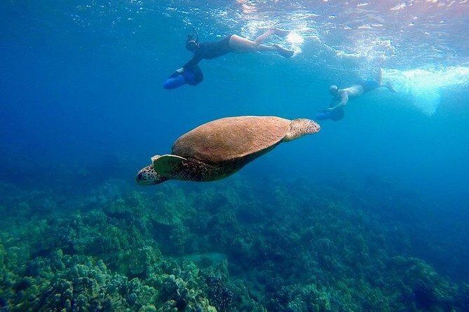 Sea Scooter Snorkeling Guided Tour - Turtle Town - The Value of a Small Group and Guided Approach