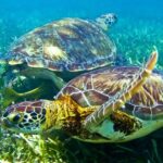 Sea turtle and cenotes half day Snorkeling Tour from Riviera Maya - The Highlights: What Makes This Tour Stand Out