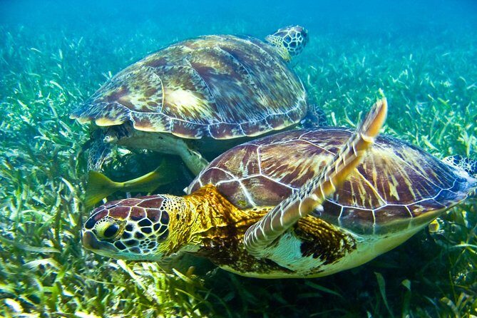 Sea turtle and cenotes half day Snorkeling Tour from Riviera Maya - The Highlights: What Makes This Tour Stand Out