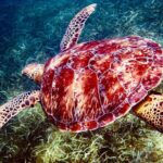 Sea Turtle Sanctuary In Akumal With Cenotes - Practical Aspects & What It Means for You