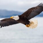 Seattle: Half-Day Wildlife and Whale Watching Cruise - Real-World Experience & What Travelers Say