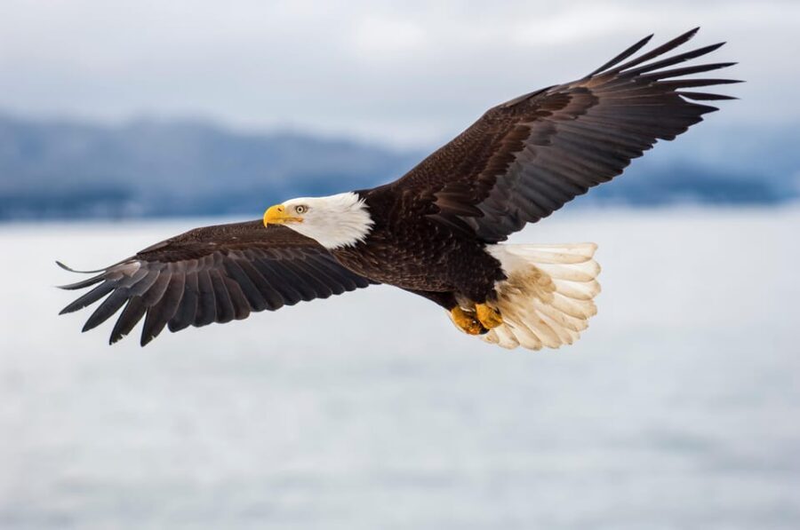 Seattle: Half-Day Wildlife and Whale Watching Cruise - Real-World Experience & What Travelers Say
