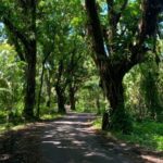 Secret Tide Pool Hike - Jungle & Coast - Private - The Pros and Cons: Is It Worth It?