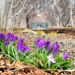 Secrets of the High Line - What Makes This Tour Stand Out?