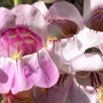 Sedona Creekside of Cathedral Rock Hike With a Private Guide - A Closer Look at the Itinerary