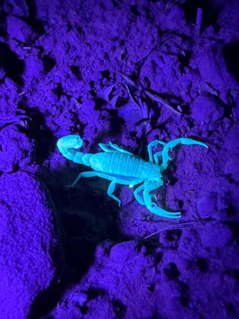 Sedona Night Hike and Stargazing Tour - Who Will Love This Tour?