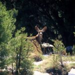 Sedona: PRIVATE Colorado Plateau Ascent Jeep (Hummer) Tour - Practical Details and Considerations