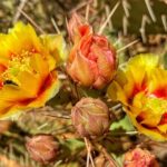 Sedona Sacred Canyons Loop Hike With a Private Guide - What the Experience Looks Like in Practice