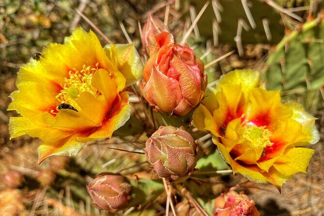 Sedona Sacred Canyons Loop Hike With a Private Guide - What the Experience Looks Like in Practice
