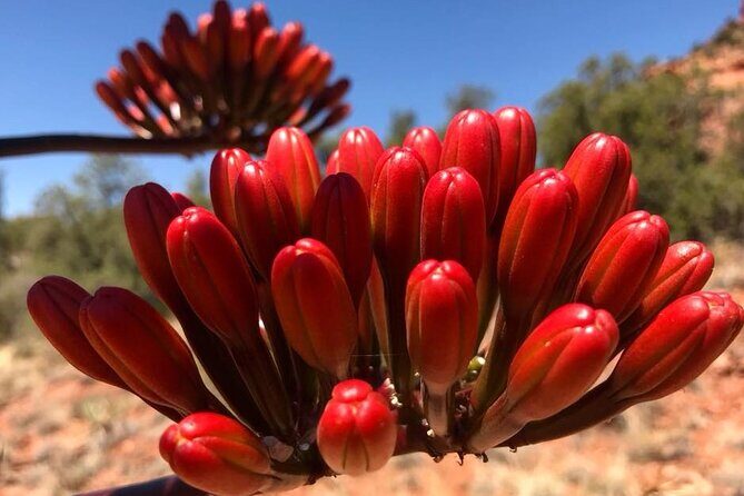 Sedona Sneak-a-Peak Hike With a Private Guide - Who Will Love This Tour?