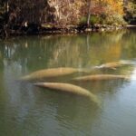 See Crystal River - National Wildlife Refuge Sightseeing Cruise - FAQ
