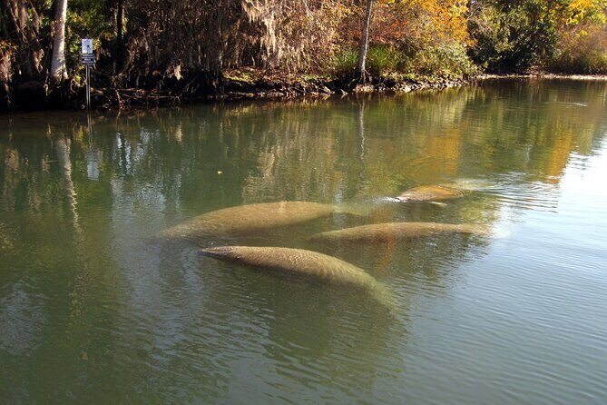 See Crystal River - National Wildlife Refuge Sightseeing Cruise - FAQ