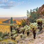 Self Guided Driving Audio Tour of Saguaro National Park - The Bottom Line