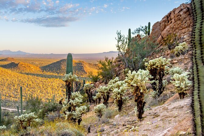 Self Guided Driving Audio Tour of Saguaro National Park - The Bottom Line
