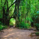 Self Guided Hike Trail to Nature Walk & Waterfall - What Travelers Are Saying