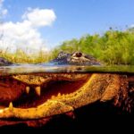 Semi-Private Everglades Tour from Miami Or Fort Lauderdale - Who Will Love This Tour?