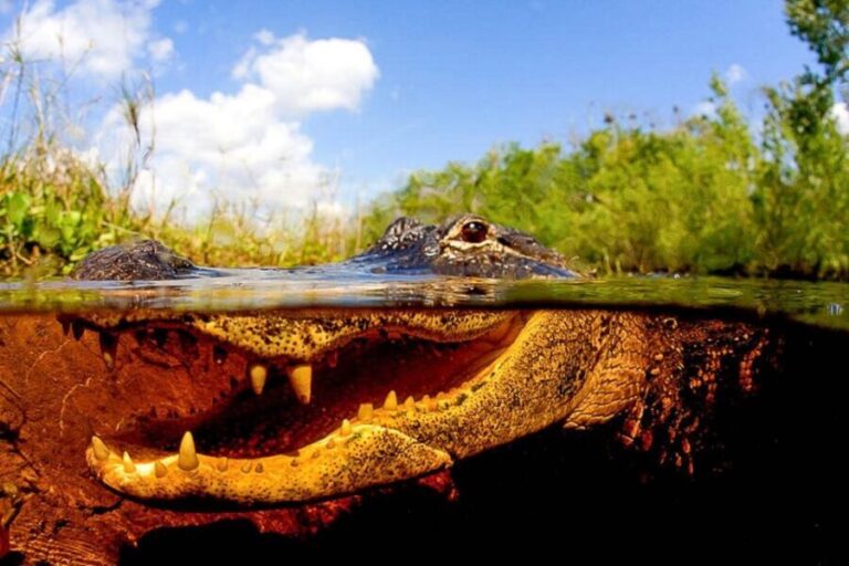 Semi-Private Everglades Tour from Miami Or Fort Lauderdale - Who Will Love This Tour?