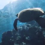 Semi -Private Snorkel Escursions in Lahaina, Maui - Who Should Consider This Experience?