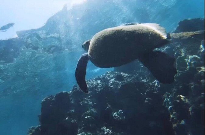 Semi -Private Snorkel Escursions in Lahaina, Maui - Who Should Consider This Experience?