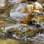September 2025 British Columbia Rocky Mountain Birding Tour - Transportation and Group Dynamics