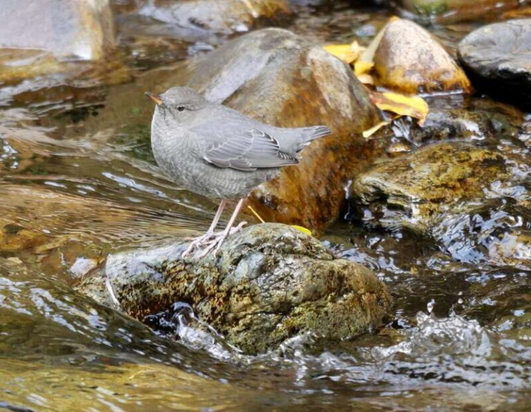 September 2025 British Columbia Rocky Mountain Birding Tour - Transportation and Group Dynamics