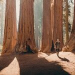 Sequoia Full Day Private Tour and Hike - Who Will Love This Tour?