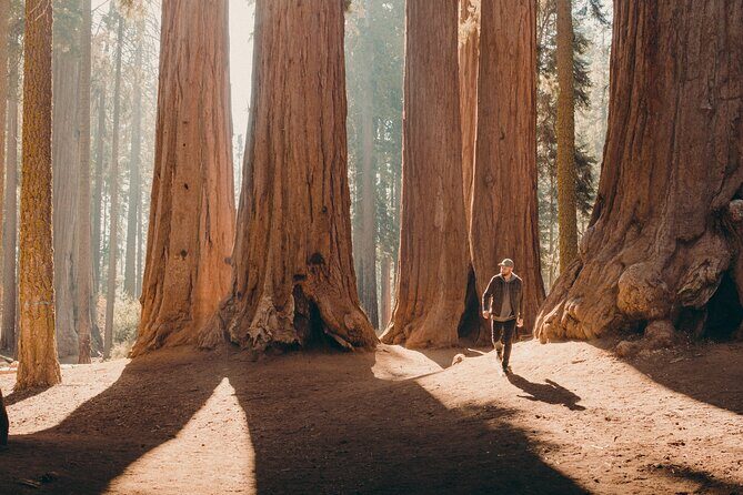 Sequoia Full Day Private Tour and Hike - Who Will Love This Tour?