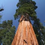 Sequoia National Park Adventure from Tulare - The Value of a Private, Custom Experience