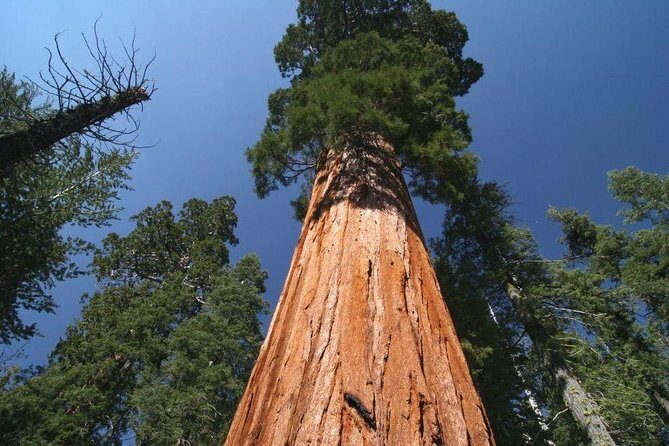 Sequoia National Park Adventure from Tulare - The Value of a Private, Custom Experience