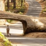 Sequoia National Park Small Group Tour from Three Rivers - The Realities: Pros and Cons