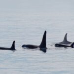 Seward: Resurrection Bay Orca Quest Cruise - Weather & Sea Conditions