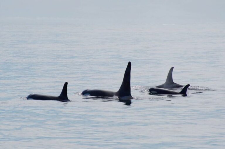 Seward: Resurrection Bay Orca Quest Cruise - Weather & Sea Conditions