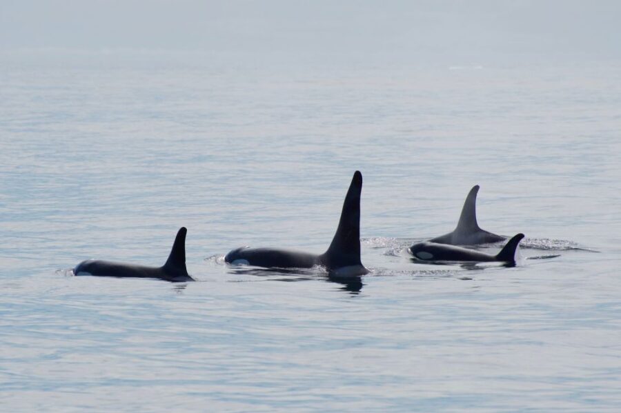 Seward: Resurrection Bay Orca Quest Cruise - Weather & Sea Conditions