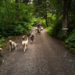 Seward: Summer Dog Sled Ride and Seavey Estate Tour - The Details That Matter