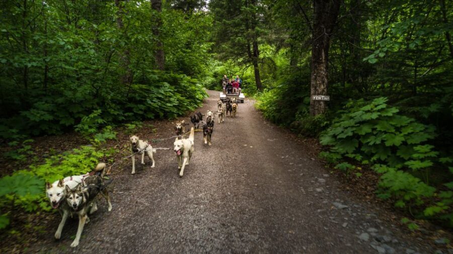 Seward: Summer Dog Sled Ride and Seavey Estate Tour - The Details That Matter