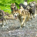 Seward: Turning Heads Kennel Tour & Dog Sled Ride - The Itinerary: What to Expect